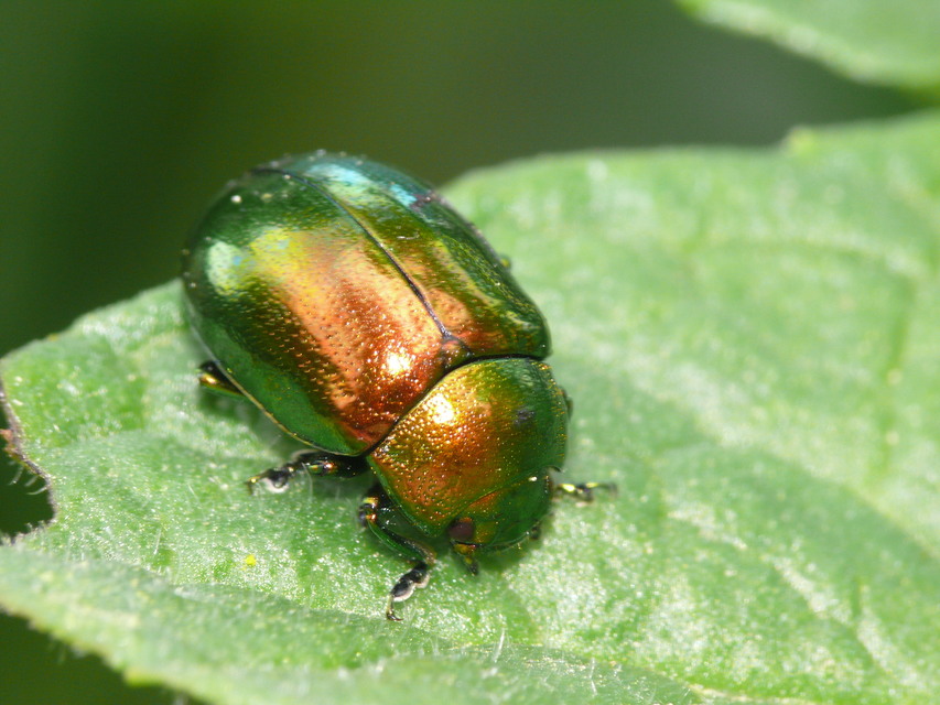 Chrysolina herbacea - zöld mentalevelész