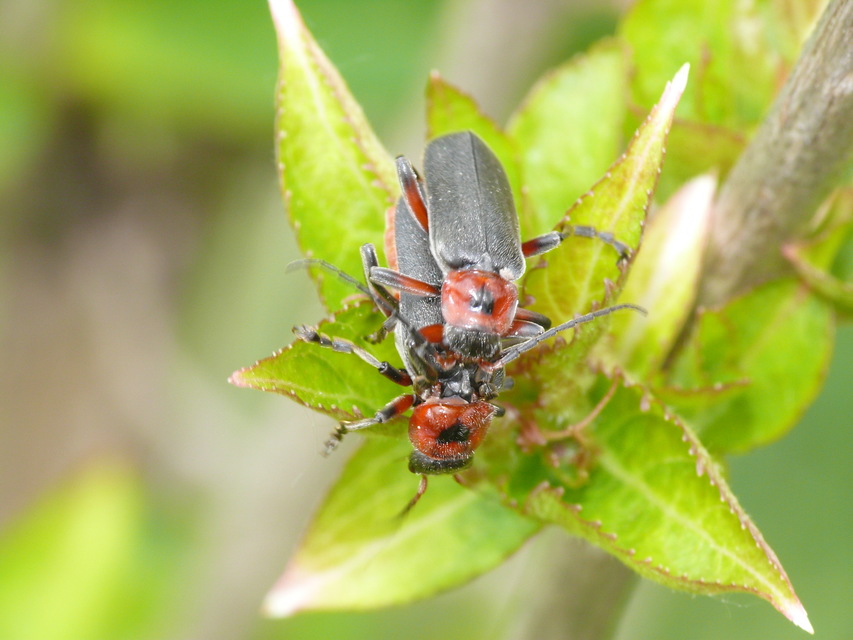 Cantharis rustica - suszterbogár