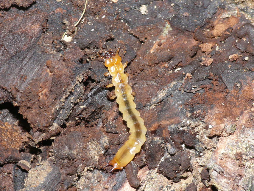 Pyrochroa