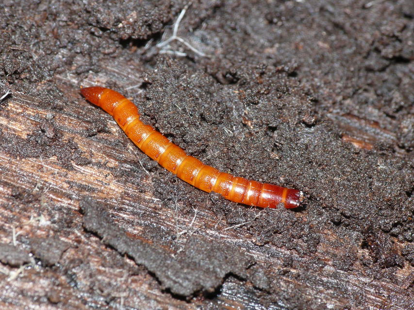 Elateridae - pattanóbogárfélék