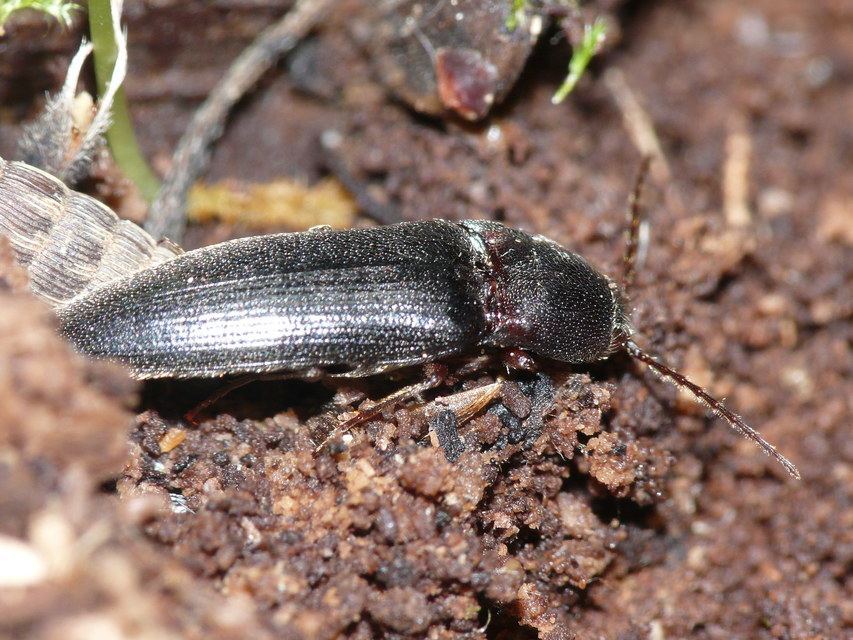 Elateridae - pattanóbogárfélék