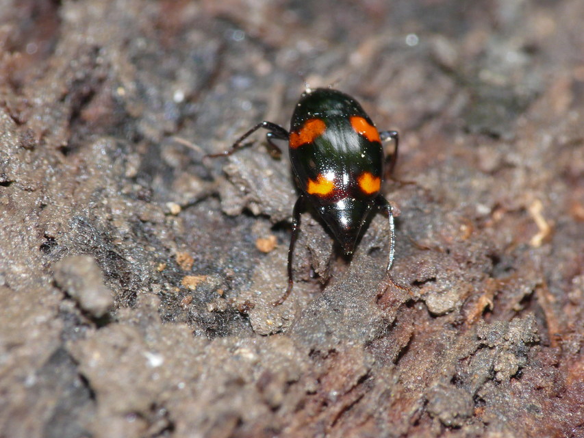 Scaphidium quadrimaculatum - négyfoltos sajkabogár