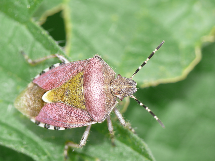 Dolycoris baccarum - közönséges bogyómászó-poloska Dolycoris baccarum - közönséges bogyómászó-poloska