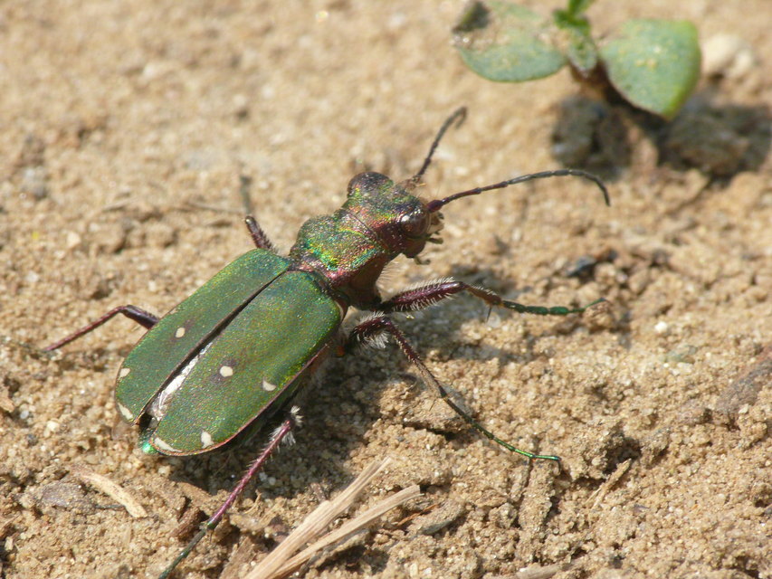 Cicindela campestris - mezei homokfutrinka