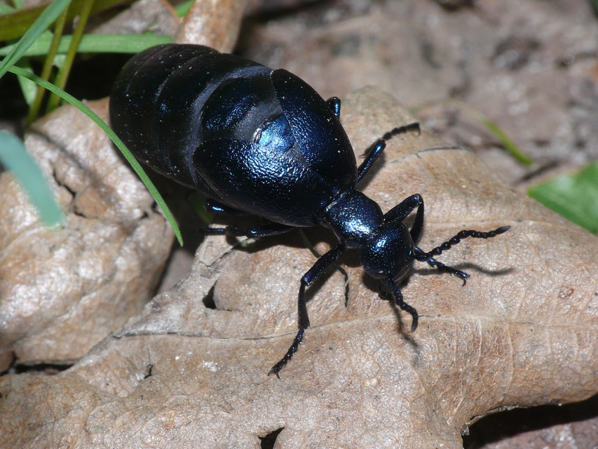 Meloe violaceus - kék nünüke