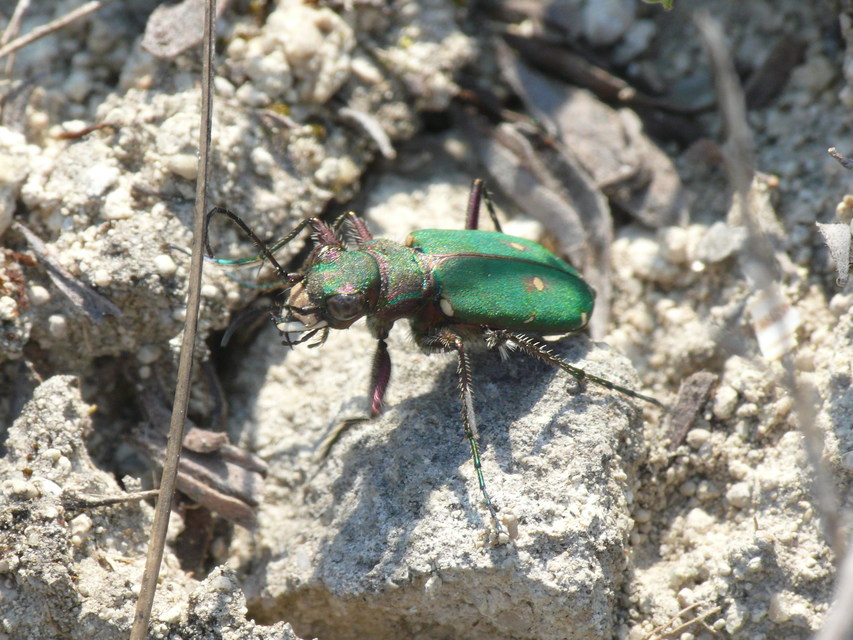 Cicindela campestris - mezei homokfutrinka