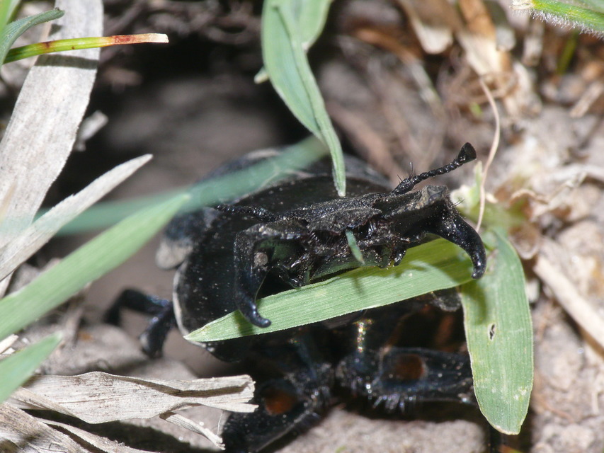 Lethrus apterus - nagyfejű csajkó