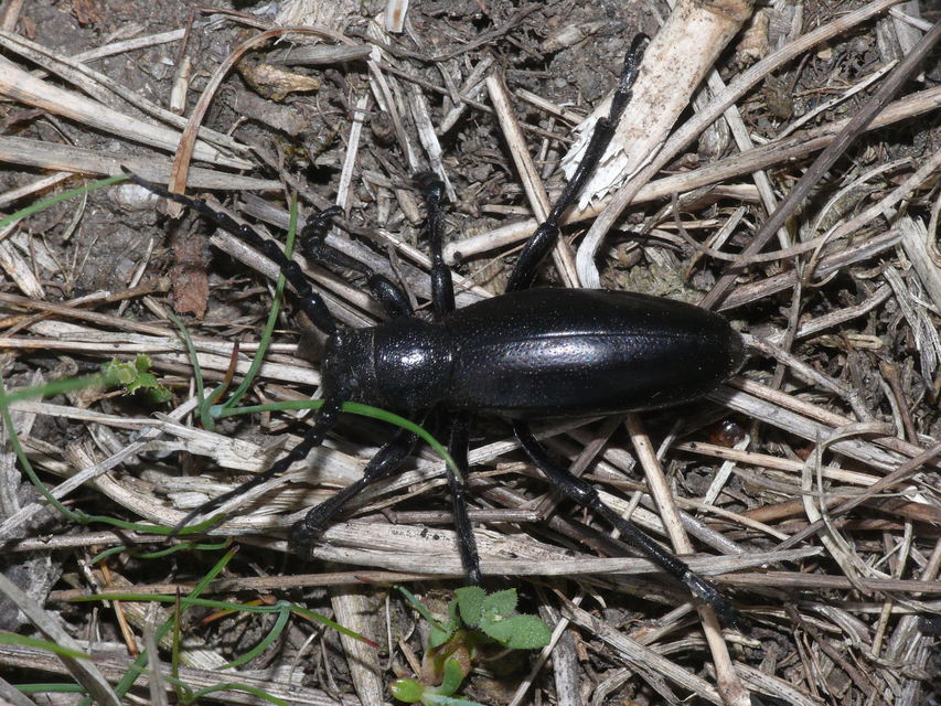 Dorcadion aethiops - fekete gyalogcincér