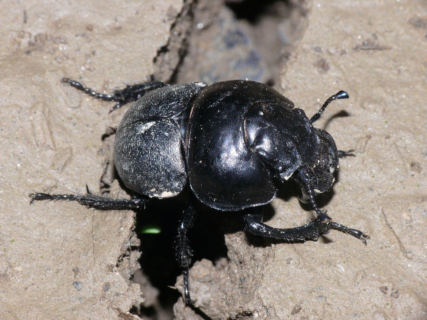 Lethrus apterus - nagyfejű csajkó