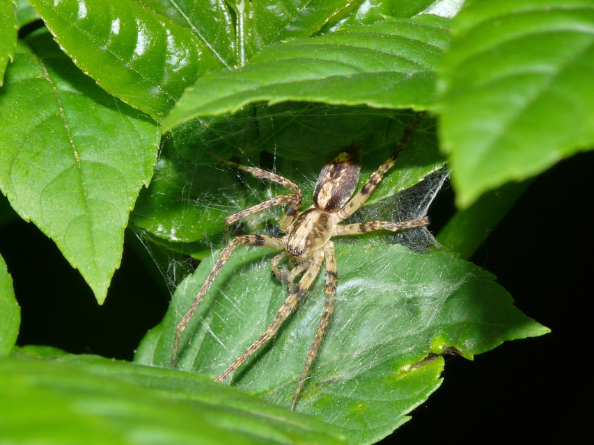 Anyphaena accentuata - jegyespók
