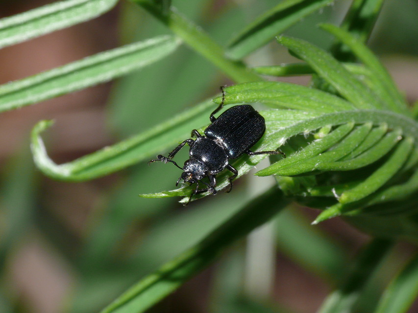 Platycerus caraboides - kis fémesszarvasbogár