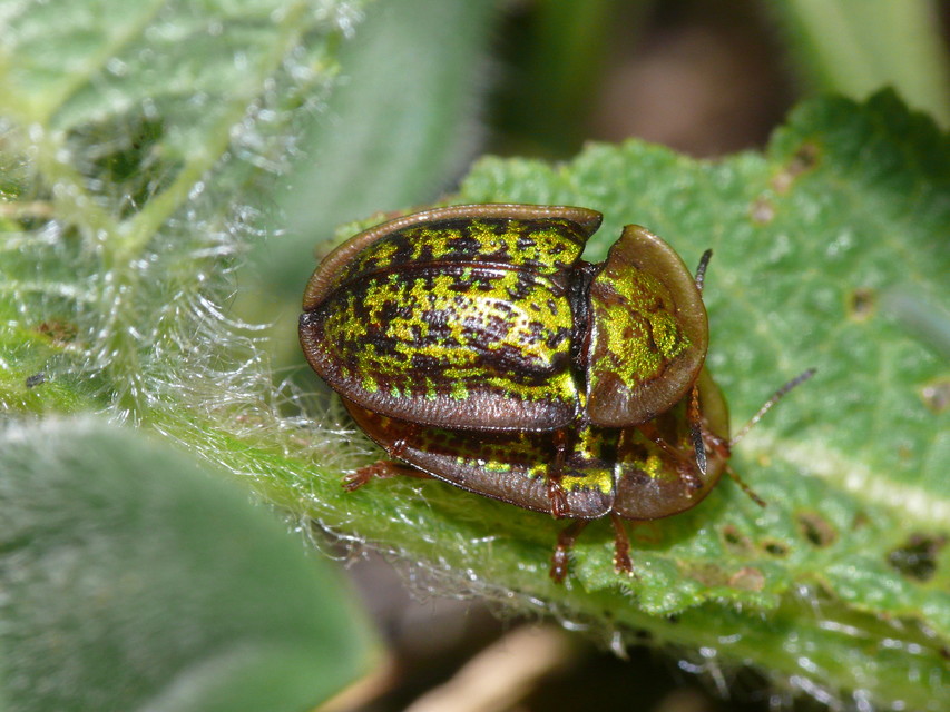 Cassida canaliculata - karimás pajzsbogár