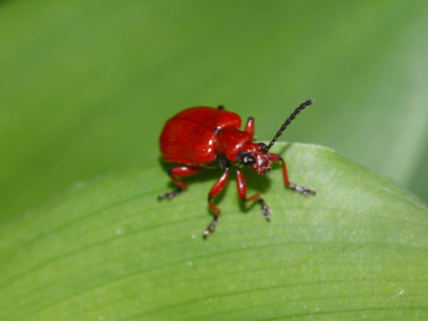 Lilioceris merdigera - hagymabogár Lilioceris merdigera - hagymabogár