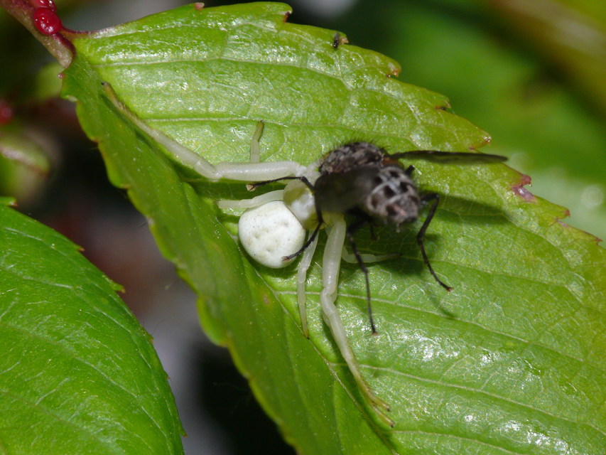 Misumena vatia - viráglakó karolópók