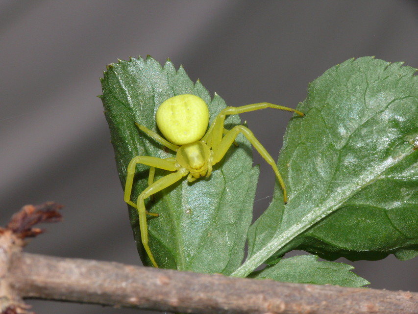 Misumena vatia - viráglakó karolópók