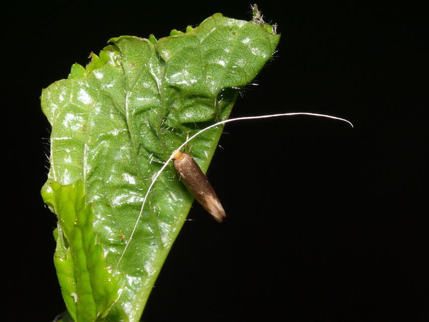 Adelidae - hosszúcsápú-tőrösmolyfélék