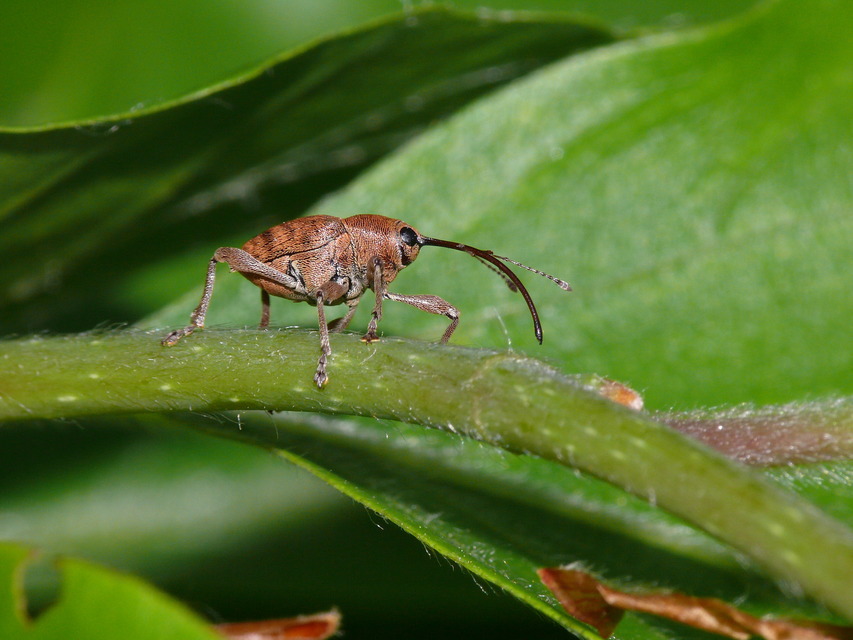 Curculio glandium - tölgymakkzsuzsóka