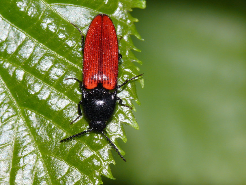 Ampedus