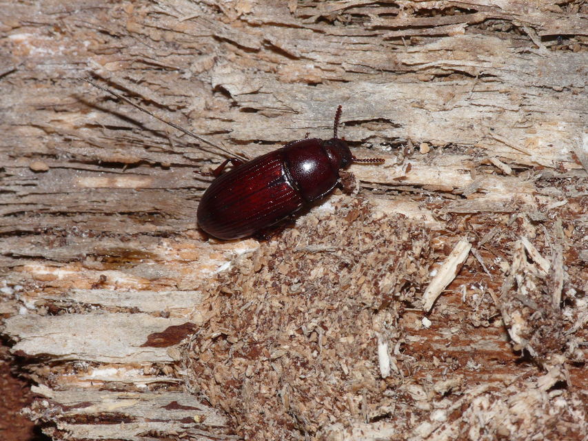 Uloma culinaris - nagy rágványbogár