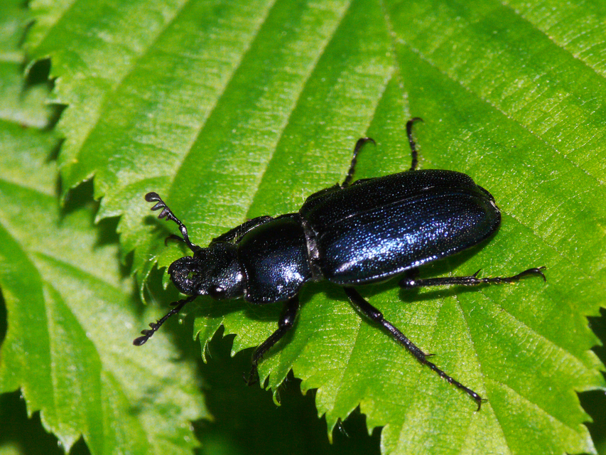 Platycerus caraboides - kis fémesszarvasbogár