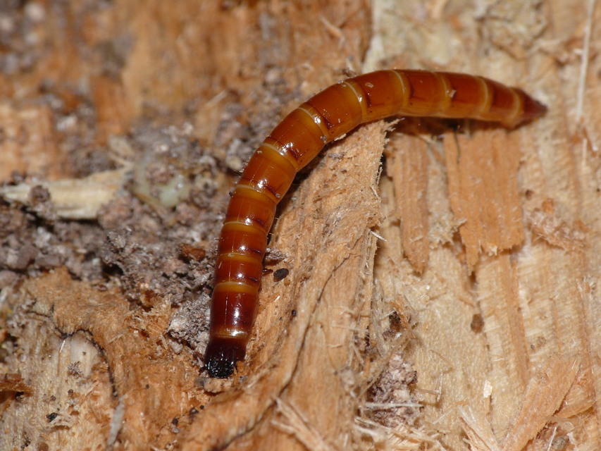 Elateridae - pattanóbogárfélék