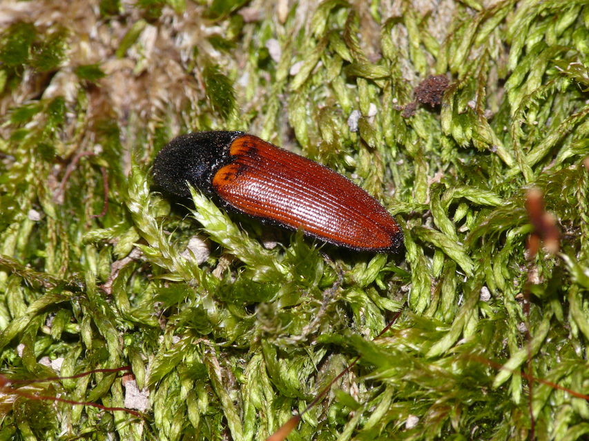 Ampedus