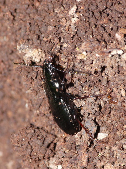 Pterostichus oblongopunctatus - gödörkés gyászfutó