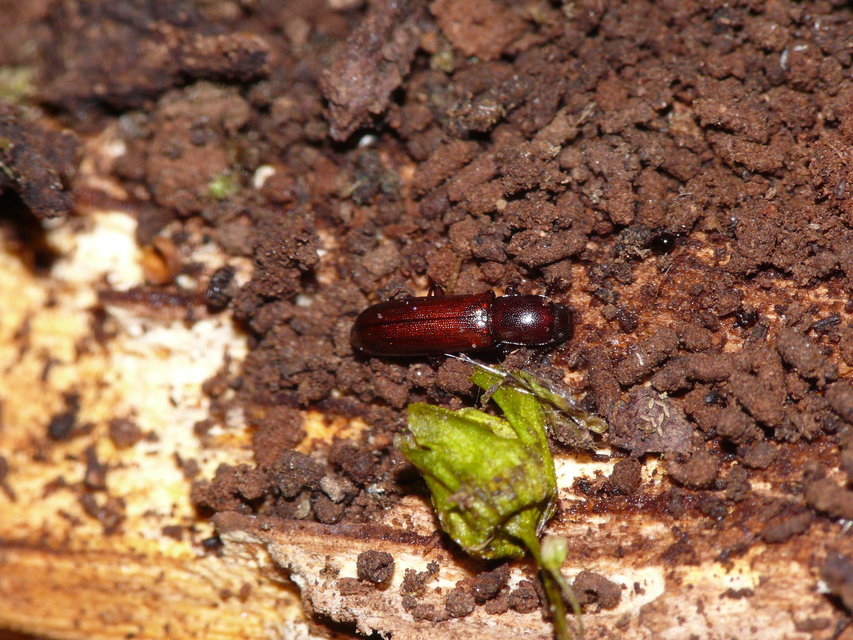 Corticeus unicolor - egyszínű kéregbújó
