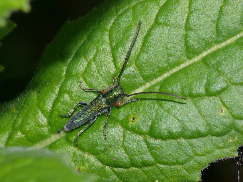 Phytoecia caerulea - fémzöld fűcincér Phytoecia caerulea - fémzöld fűcincér