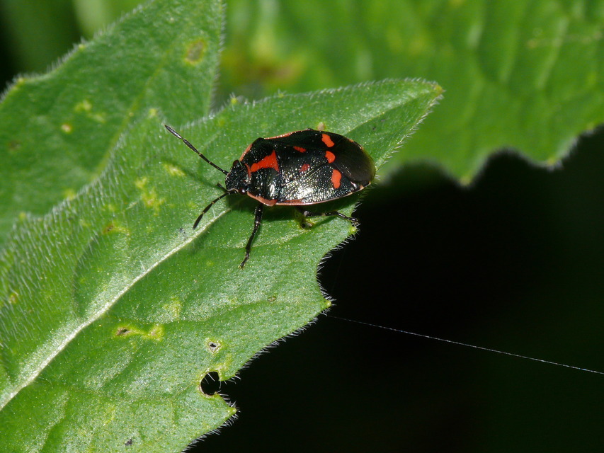 Eurydema oleracea - paréjpoloska Eurydema oleracea - paréjpoloska