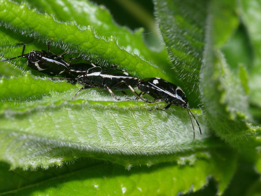 Eurydema oleracea - paréjpoloska Eurydema oleracea - paréjpoloska