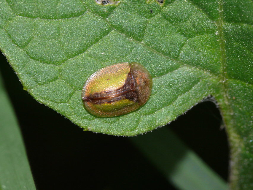 Cassida