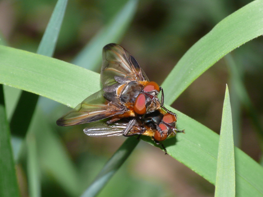 Phasiinae