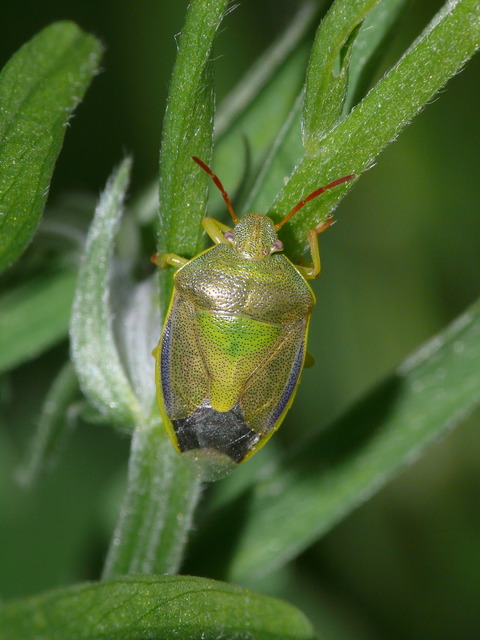 Piezodorus lituratus - bíboros címerespoloska Piezodorus lituratus - bíboros címerespoloska