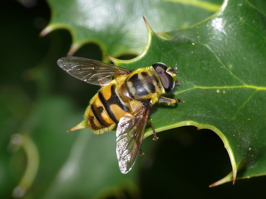 Myathropa florea - halálfejes odúlégy
