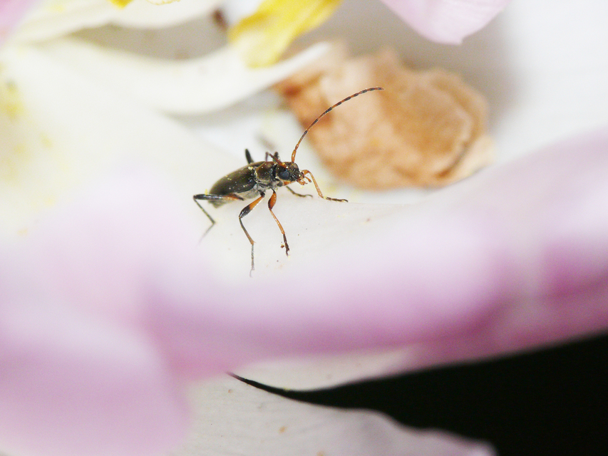 Grammoptera ruficornis - gyűrűscsápú galagonyacincér Grammoptera ruficornis - gyűrűscsápú galagonyacincér