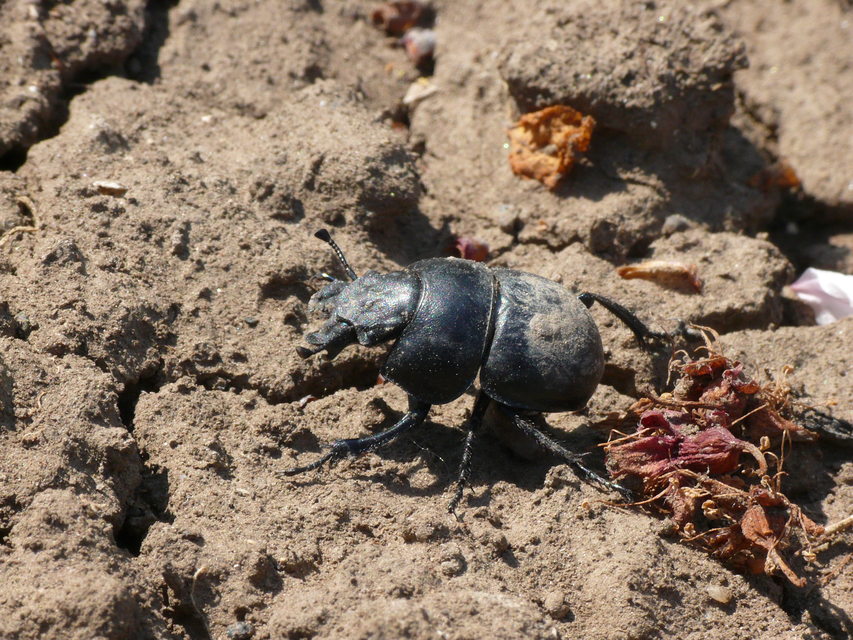 Lethrus apterus - nagyfejű csajkó