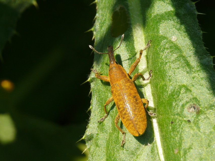 Lixus pulverulentus - mályvafúró dudvabarkó