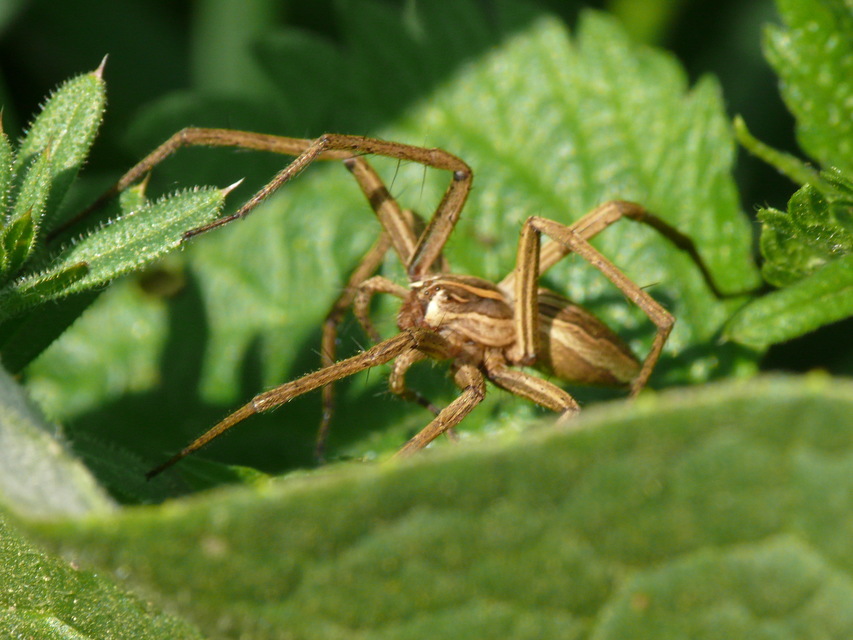 Pisaura mirabilis - csodáspók