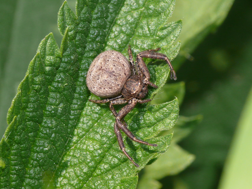 Xysticus