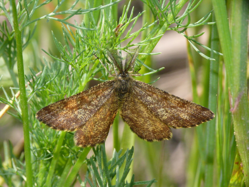 Ematurga atomaria - barna rétiaraszoló