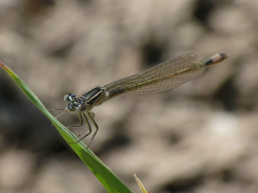 Ischnura elegans pontica - kéköves légivadász