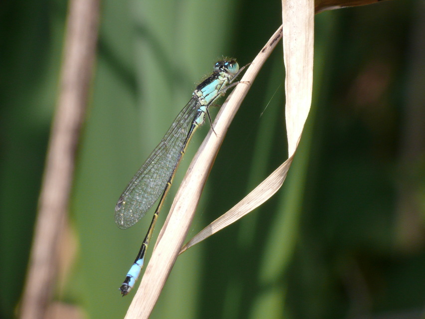 Ischnura elegans pontica - kéköves légivadász