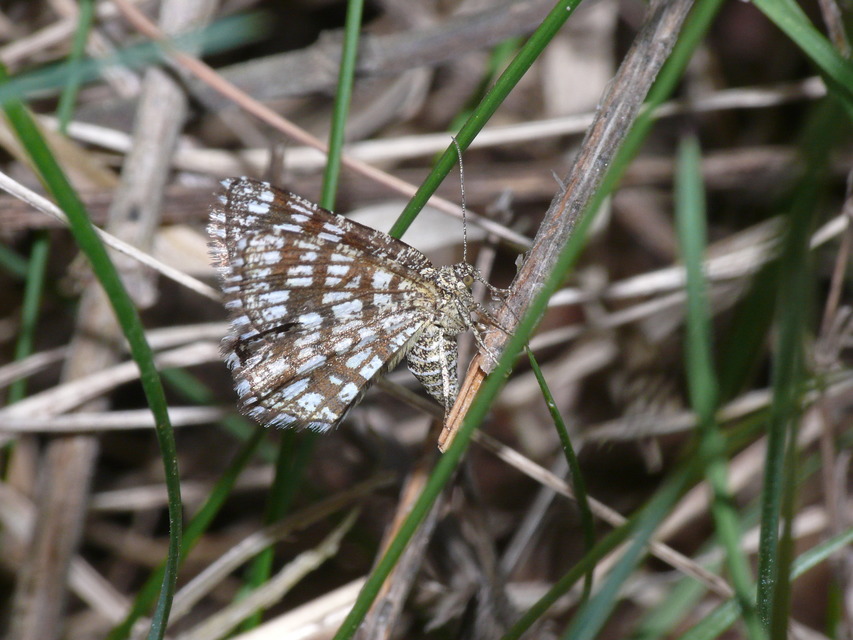 Chiasmia clathrata - rácsos rétiaraszoló