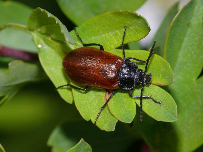 Omophlus proteus - közönséges pejbogár Omophlus proteus - közönséges pejbogár