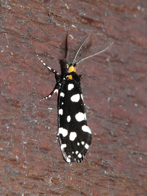Euplocamus anthracinalis - fésűscsápú korhadékmoly
