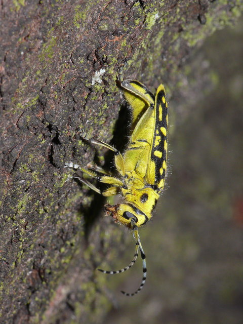 Saperda scalaris - létracincér