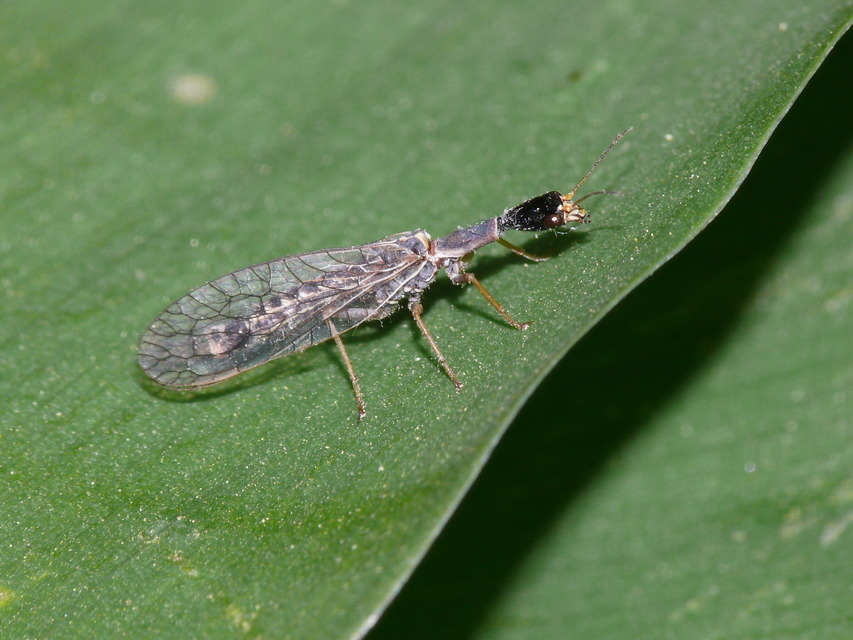 Raphidioptera - Tevenyakú-fátyolkák