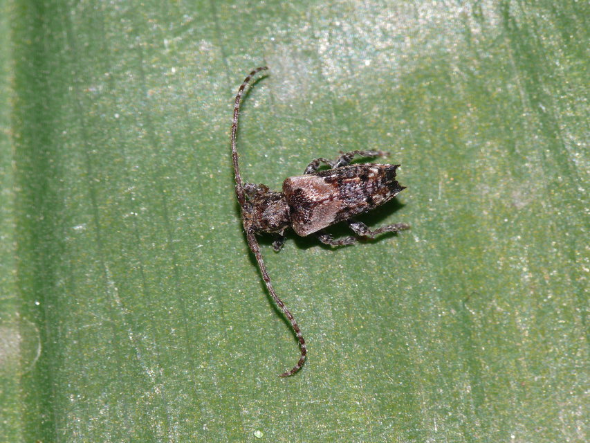 Pogonocherus hispidus - kéttövises ecsetcincér
