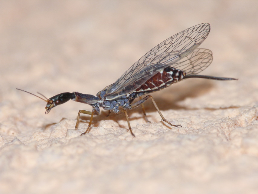 Raphidioptera - Tevenyakú-fátyolkák